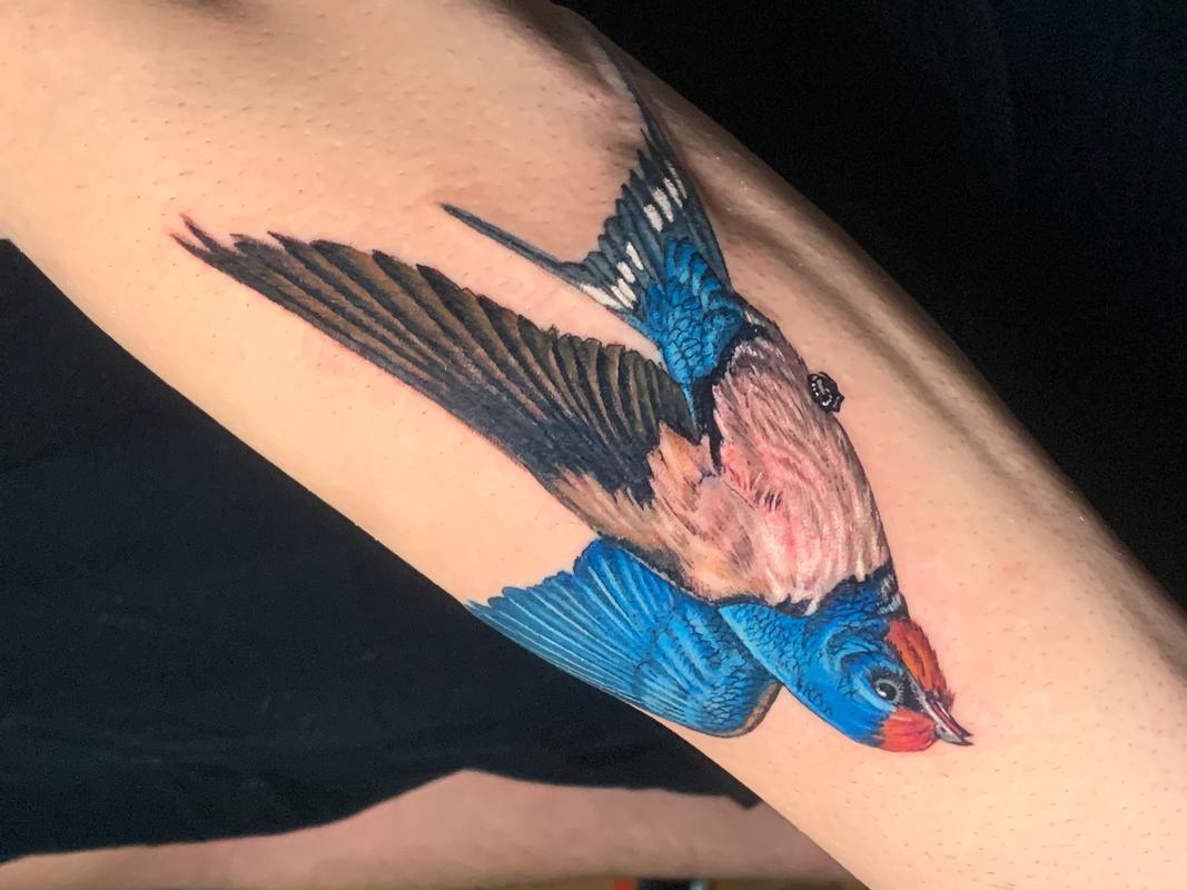 Realistic Blue Sparrow Tattoo Forearm by Rafael Marte : Tattoos