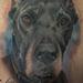 Tattoos - Great Dane - 87222