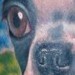 Tattoos - Boston Terrier - 44081