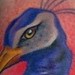 Tattoos - Detail of Peacock Head - 44431