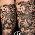 Tattoos - Tiger - 109699