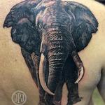 Tattoos - Elephant - 122612