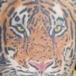 Tattoos - Tiger cover up - 141661