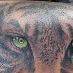 Tattoos - Eye of the tiger - 141660