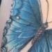 Tattoos - Max's blue butterfly - 64015