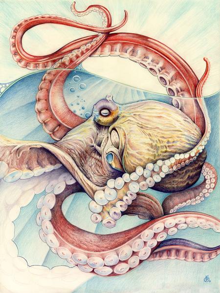 Art Galleries - Octopus - 108951