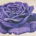 Tattoos - Purple rose on a woman's chest - 62820