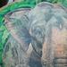 Tattoos - Elephant  - 65181