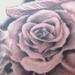 Tattoos - Black and Grey Roses Tattoo - 67338