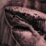 Prints-For-Sale - Black and Grey Shark - 142911