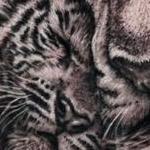 Prints-For-Sale - Tiger and Cub - 143613