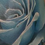 Prints-For-Sale - Blue Rose - 132931
