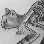 Prints-For-Sale - Skeletal Cat - 126756