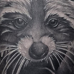 Prints-For-Sale - Racoon - 133719