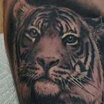 Tattoos - Tiger and Cub - 142437