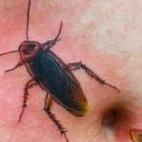 Tattoos - Cockroaches  - 65598