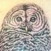 Tattoos - realistic owl cover up tattoo - 56695