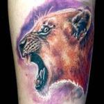 Tattoos - lioness tattoo - 114908