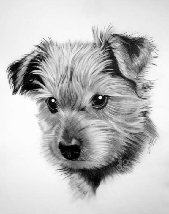 Yorkshire Terrier puppy pencil drawing by Haylo by Haylo: TattooNOW