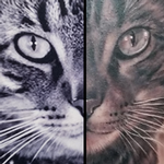 Tattoos - Black and Gray Cat portrait tattoo by Haylo - 141593