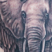 Tattoos - Elephant tattoo - 73096