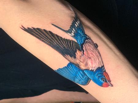 tattoos/ - Realistic Blue Sparrow Tattoo Forearm - 143637