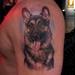 Tattoos - German Shepherd - 67610