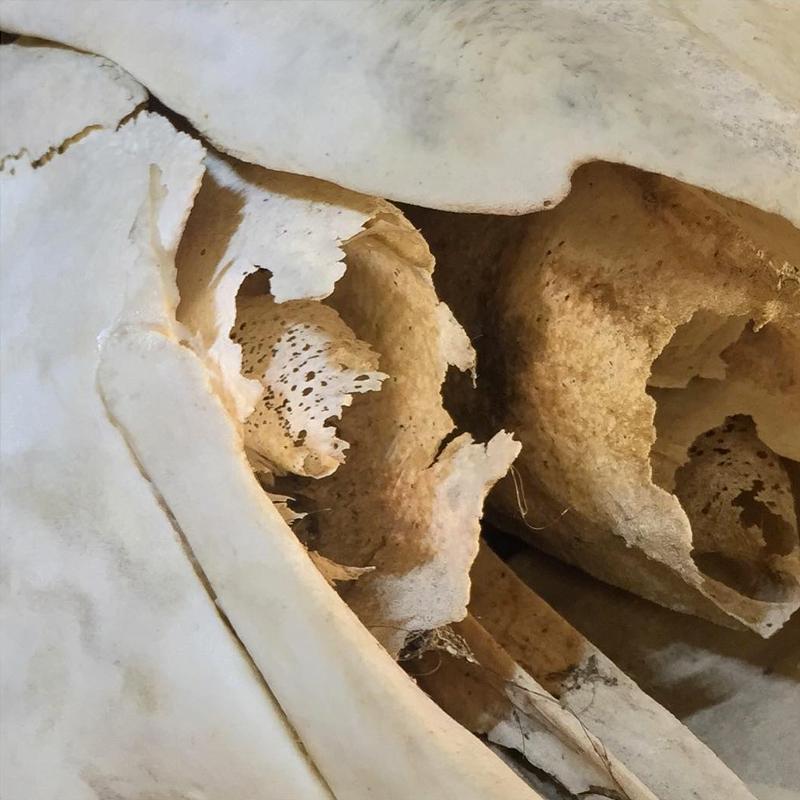 Bone Slideshow