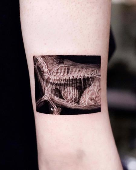 tattoos/ - X-Ray Cat - 143982