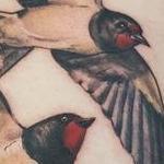 Tattoos - Swifts - 132049